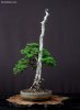 top-bonsai-gallery-l-45.jpg