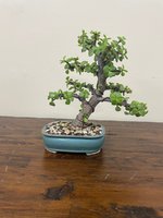 jade in blue pot.jpg