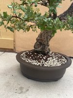 large cork oak for pacific2.jpg