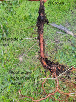 dawn-redwood-root-prune.jpg