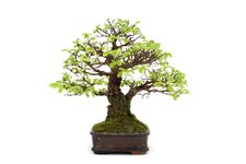 bonsai-tree-two trunks from one root-08.jpg