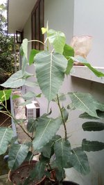 Fig Leaves-big-min.jpg