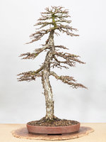 bonsai_galerie_038.jpg