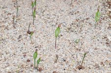 emerging-seedlings.jpg