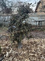 IMG_7469.jpeg