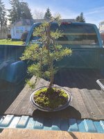 canning lid pine 3.jpg