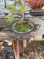 canning lid pine 2.jpg