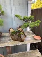 black pine my pot 1.jpg