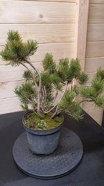 Fukinagashi Mugo Pine | Bonsai Nut