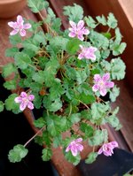 Erodium.jpg