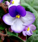 African violet.jpg