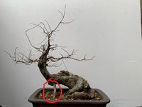 X_Chinese Elm (Twisted)_Root.jpg