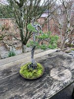 scots pine my pot 3.jpg