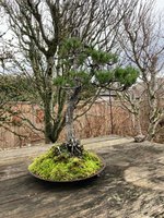 scots pine my pot 4.jpg