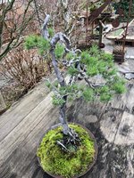 scots pine my pot 1.jpg