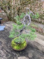 scots pine my pot 2.jpg