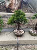 shohin juniper for BT 2.jpg