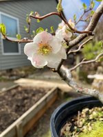 contorted white quince 3 12 24 1.jpg