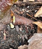 IMG_0652.jpeg