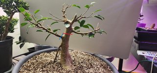 Ficus_2.jpg