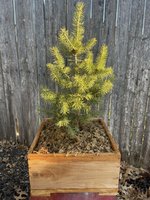 Colorado Blue Spruce 2.JPEG