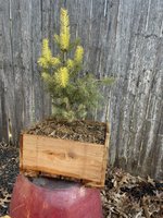 Colorado Blue Spruce 3.JPEG