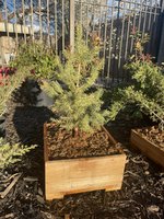 Colorado Blue Spruce 4.JPEG