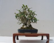 Ficus small twin 2011 3 3.JPG