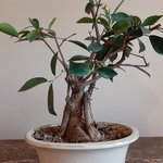 ficus 2024.jpg