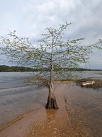 bald cypress.jpg