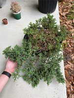 IMG_1952.jpeg