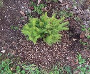 picea glehnii 2024 03 19 (20).JPG