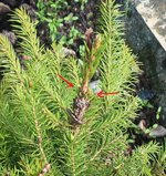 picea glehnii 2024 04 10 (2virt).jpg