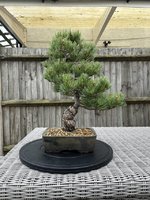 20-year-old-japanese-white-pine-v0-le5czpaccwx81.jpg