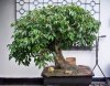 I FICUS.jpg