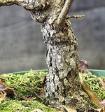 ROUGH BARK SEEDLING.JPG