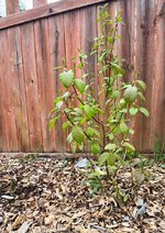 IMG_1108.jpeg