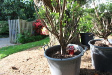 IMG_2725.jpeg