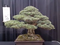 bonsai cent6.jpg