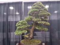 bonsai cent8.jpg