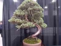 bonsai cent9.jpg