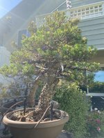 Stone pine 2.jpg