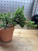 IMG_5939.jpeg