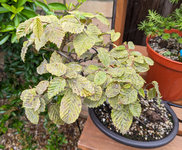 hornbeam_28_may.jpg