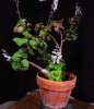 plectranthus01.jpg