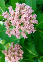 Common milkweed.jpg