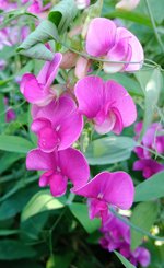 Perennial Pea.jpg