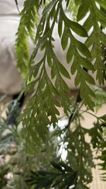 IMG_0926.jpeg