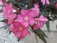 pink oleander.jpg