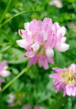 Crown Vetch .jpg